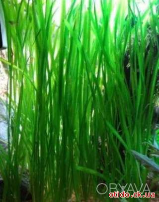 Валиснерия - аквариумное растение.