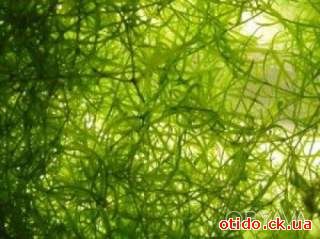 Нителла (блестянка гибкая) - аквариумное растение