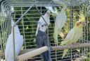 Чудовий спів: папуги Корелли мають чудовий спів