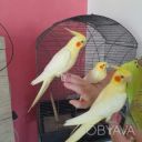 Птахи з гарантією здоров&#039;я: папуги Корелла