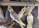 Говорящие попугаи корелла