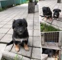 Віддаємо в добрі руки собачок. Дівчатка