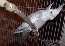 Безщекие попугаи корелла, самки и самцы