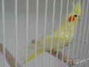 Корелли &ndash; найкращий вибір для любителів папуг!