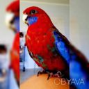 Попугай Розелла пестрая, красная, рубиновая ручные птенцы