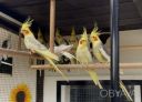 Ручний вигодовування папуга Корелла