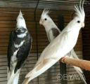 Попугай Корелла окрас сорока, птенцы говорящего попугая