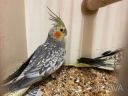 Продам ручных птенцов попугая нимфа корела