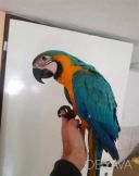 Птахи з гарантією здоров&#039;я: папуг Ара