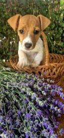 Джек Рассел терьер