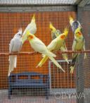 Здоровые попугайчики Корелла молодые