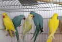Ожереловый и александрийский попугай (ручные)