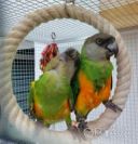 Пташенята сенегала