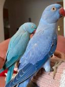 Ожерелові папуги молоді самці та самички, нимистові, крамера, ожерелка