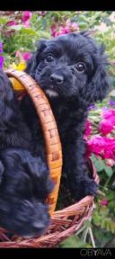 Мальтіпу, мальтипу F1