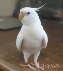 Попугай корелла, хохлатый говорящий попугай, разные окрасы