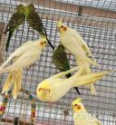 Нерозлучник, корелла, какарік, ожереловий, монах, аратінга, розелла, какаду