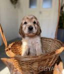 Продаю чарівних цуценят англійського кокер спанієля