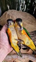 Активные малыши попугая каик