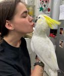 Большой ручной попугай Какаду