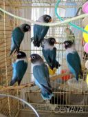 Активний ручний папуга нерозлучник (фішер, масковий, рожевощокий)