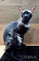 Сфінкс, хлопчик, 2 роки, кастрований, дуже лагідний. Хозяїн на фронті