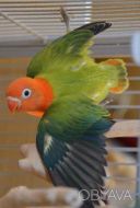 Активний ручний папуга нерозлучник (фішер, масковий, рожевощокий)