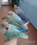 Чарівні компаньйони: папуги нерозлучники чекають вас (фішер, масковий