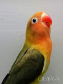 Веселий ручний папуга нерозлучник (фішер, масковий, рожевощокий)