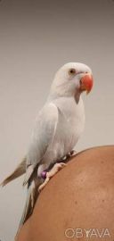 Ожерелові самки і самці