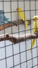 Намистова папуга для розваг