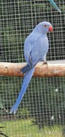 Домашні намистові папуги