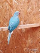 Папуга ожерелова для розваг