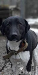 Прилаштування в добрі руки