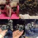 Цуценята Чихуахуа