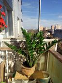 Заміакулькос в чудовому вазоні