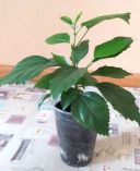 Китайська роза