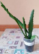 Дізокактус