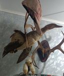 Чучело морской утки Гага