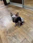 Продам канадського сфінкса