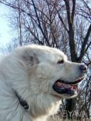 Цуценята кавказської вівчарки КСУ від чемпіонів великі робочі адекватні