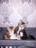 Віддам кошенят у добрі руки &mdash; Умань