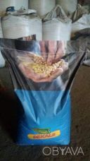 Кукурудза посівна та Соняшник