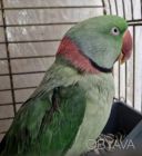 Продам Говорящего ручного александэр