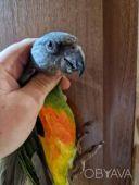 Продам ручного малыша сенегала