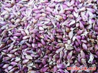 Продам Чеснок. Семена чеснока