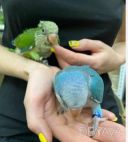 Маленькие красавчики монахи