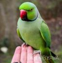 Яркие ожереловые малыши