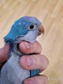 Говорящий малыши монаха