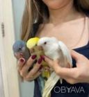 Птенчики монахов для детей и взрослых